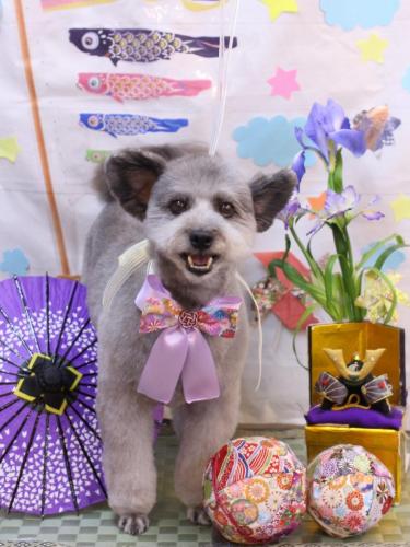 20240526シルヴァくん